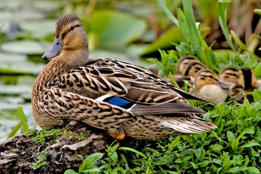 Beautiful female mallard with her chicks. I hope my beautiful male duck friend found a companion. Photo by Alan D. Wilson, 2006. Used with permission. Lyrics to I Wish You Love are from W. Houston's song. Beautiful female mallard with her chicks. I hope my beautiful male duck friend found a companion. Photo by Alan D. Wilson, 2006. Used with permission. Lyrics to I Wish You Love are from W. Houston's song.