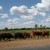Between Klerksdorp and Orkney - cattle grazing right next to the road! 