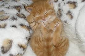 Happy, well groomed kittens