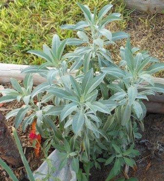 This is a sage plant I started from one seed.  It grew to over 4 feet tall and 3 feet wide. 