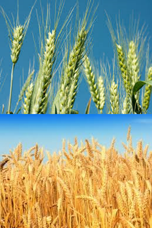 Corn (wheat) - the second most important grain crop produced in South Africa