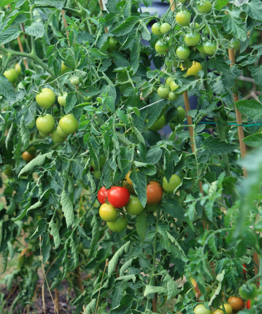Plump, juicy tomatoes ripening on the vine