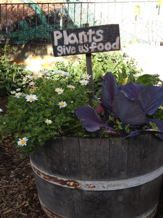 Plants Give Us Food sign in the children's garden of a San Francisco neighborhood school