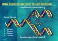 The Case for Evolution: DNA - 10 Amazing Facts