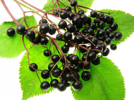 Eldeberries, used to ward of the flu, and used in eldeberry wine - that will fix what ails you!