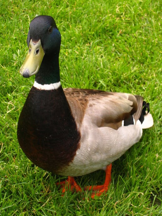 A male Mallard duck with his distinctive colouring is often seen on city waterways. 