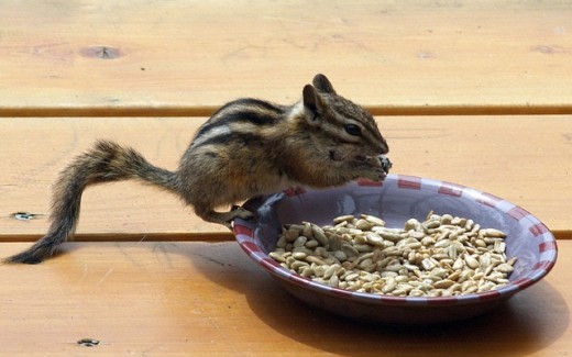 Pet Squirrel