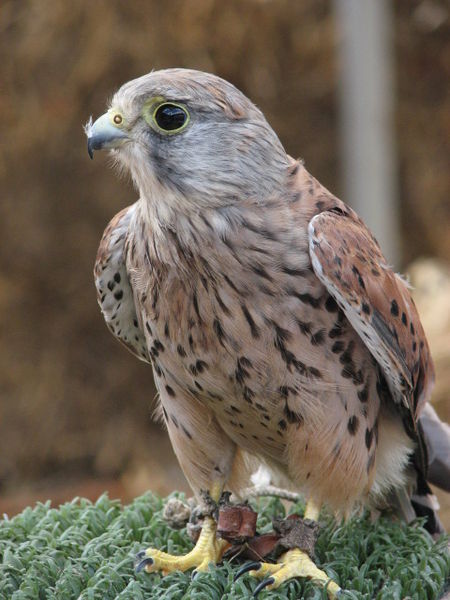 Look out for kestrels hoovering over motorways, busy roads and railway lines. 