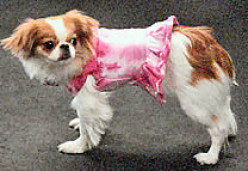 The absolutely adorable Japanese Chin!