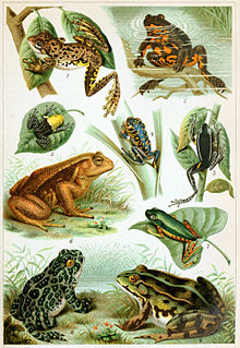 Saddle-billed stork food - various frogs