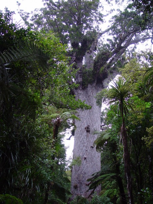 Tane Mahuta in all its glory "The Lord of the Forest"