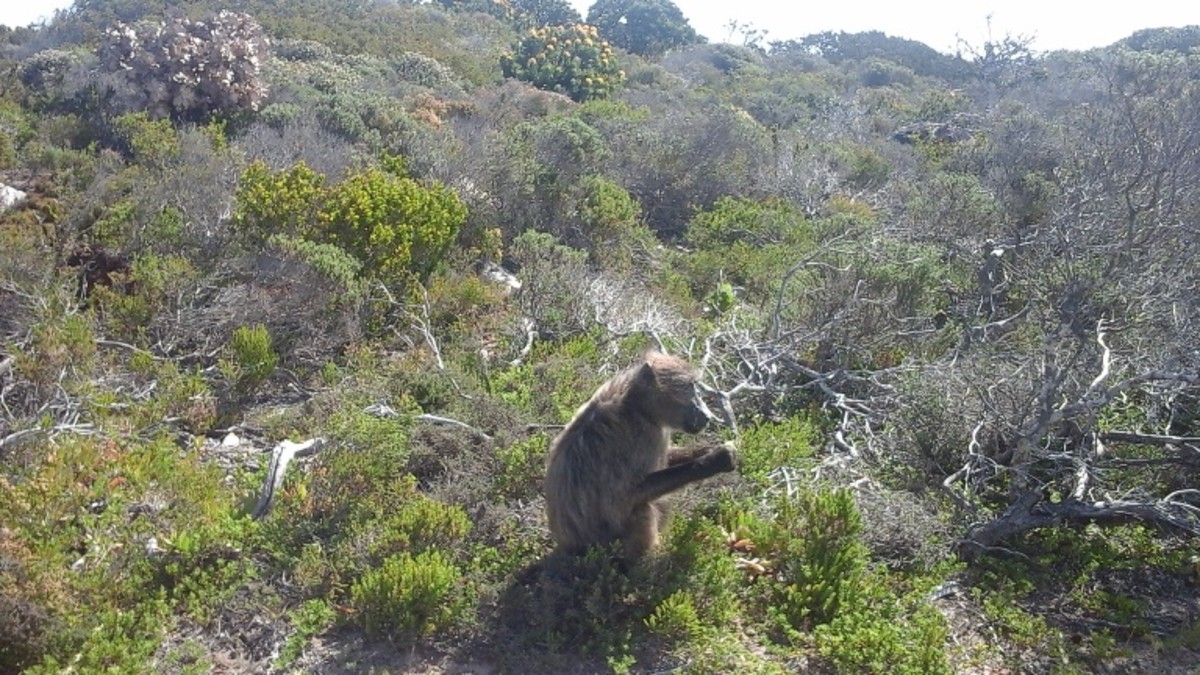 South Africa - Cape Baboon loves the seed and roots of fynbos  
