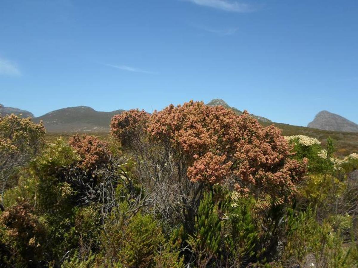 South Africa - Capensis - Fine Bush at Cape Point 
