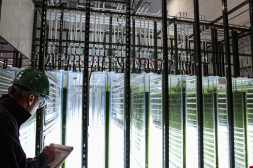 Commercial Scale Algae