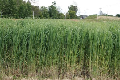 Switchgrass produced for biofuel