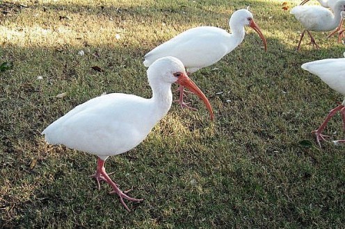 This was the first time I'd ever seen an ibis. What a strange looking bird. 