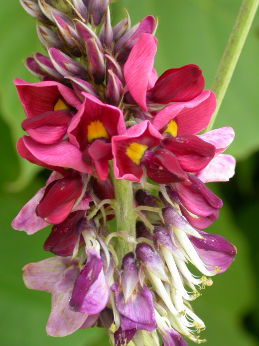 Using Kudzu as a Renewable Resource HubPages