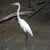 Great egret