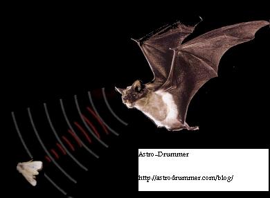Bat's Sonar Bat's Sonar