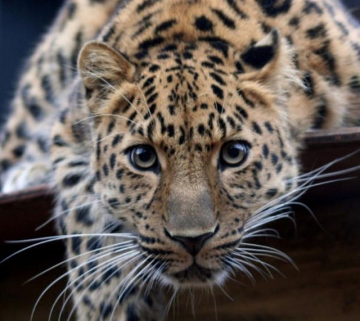 Jaguar - Cat Under Threat