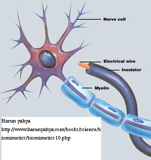 electrical and nerve systems wiring insulations. electrical and nerve systems wiring insulations.