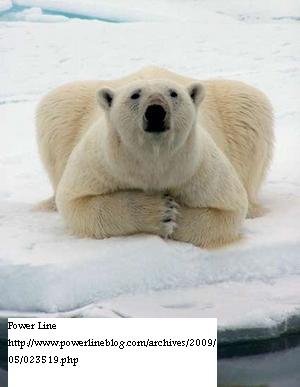 polar bear polar bear