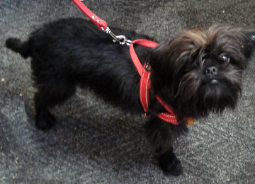 Mojo the Affenpinscher