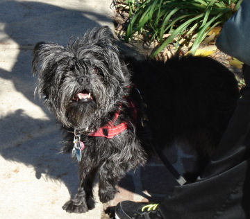 Affenpinscher Minky Sue