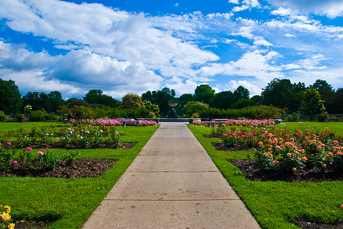 Lyndale park rose garden in Minneapolis