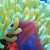 Delicate sea anemones
