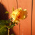 A yellow rose leans towards the sun