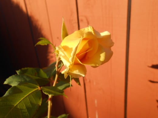 A yellow rose leans towards the sun
