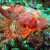 Scorpion fish