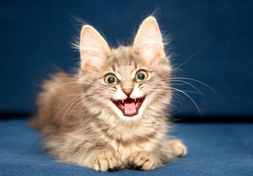 Talking Cat