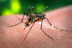 Chikungunya: I almost died and didn't even know it!
