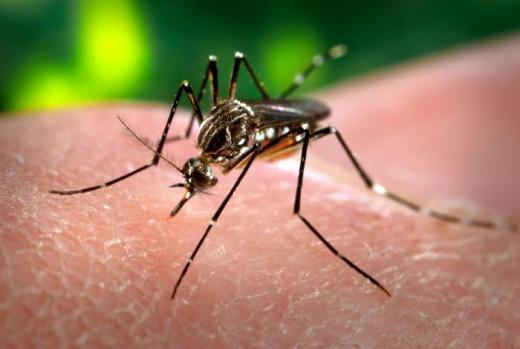 Aedes Aegypti mosquito which transmits the Chikungunya virus