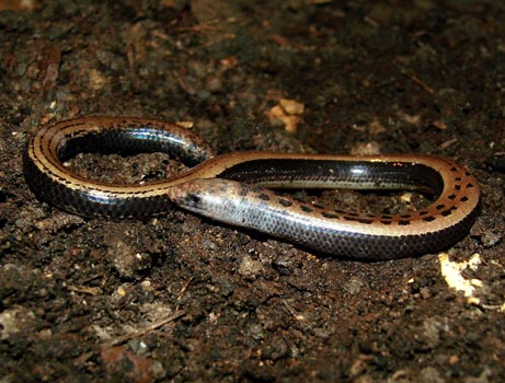 Limbless lizard found in India      Source: National Geographics