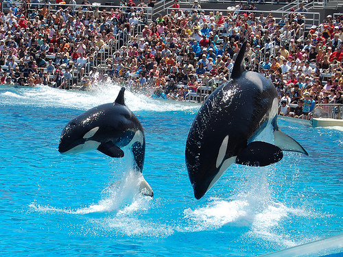 Dolphin Show, Sea World, San Diego 