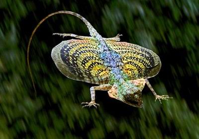 Flying Dragon Lizard   Source: Flickr