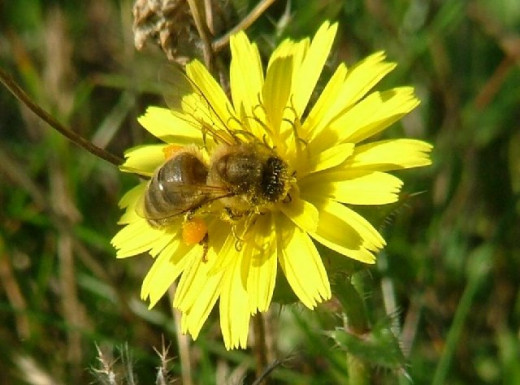 Honey bee on bristly ox tongue at Minet Country Park
