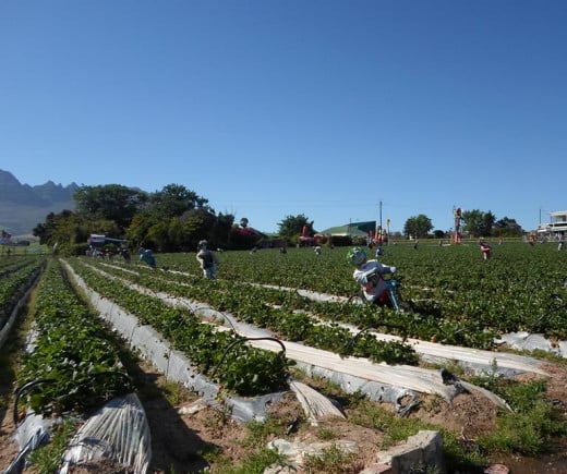 Strawberry farms, Stellenbosch, South Africa 