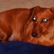 brunkild profile image