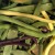 Purple bush beans have a great taste.