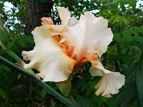 A beautiful peach colored bearded iris.  With Permission, from K.S. 