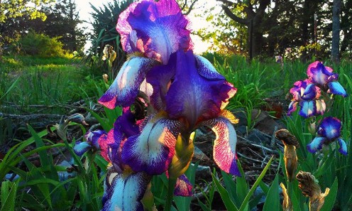 A beautiful iris, with saturated color and mottled light on parts of the petals.  Used with permission from K.S.