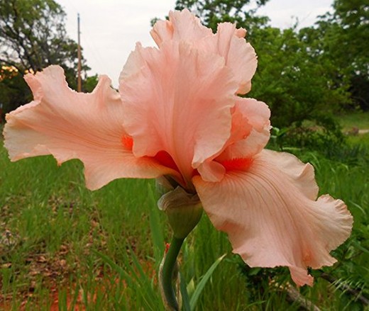 I think this flower is just gorgeous.  Used with permission from friend, K.S.