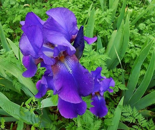 Deep Purple bearded iris used with permission from K.S. 