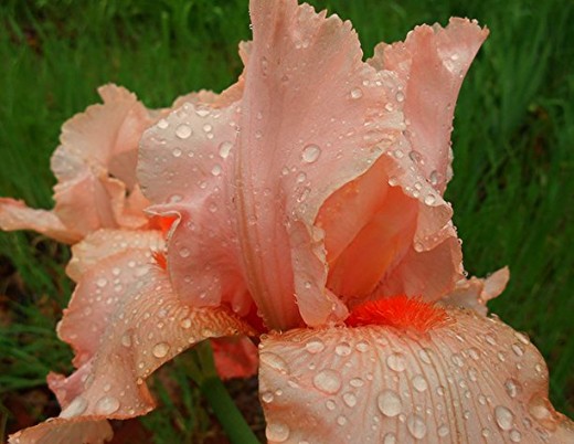 Water droplets on a peach iris, shared with permission from friend K.S.