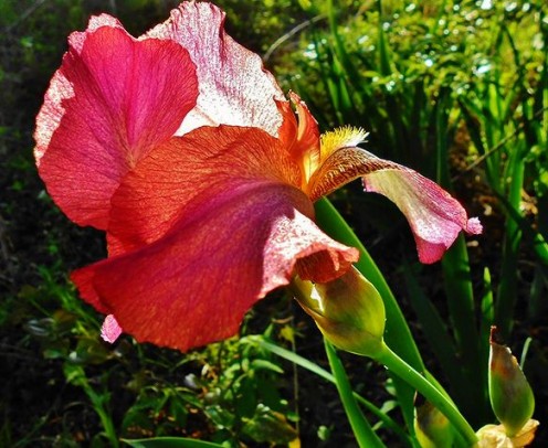 Gorgeous light on a bearded iris flower.  Shared with permission from K.S.
