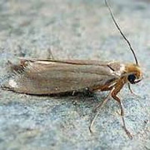 Clothes Moth Identification | HubPages